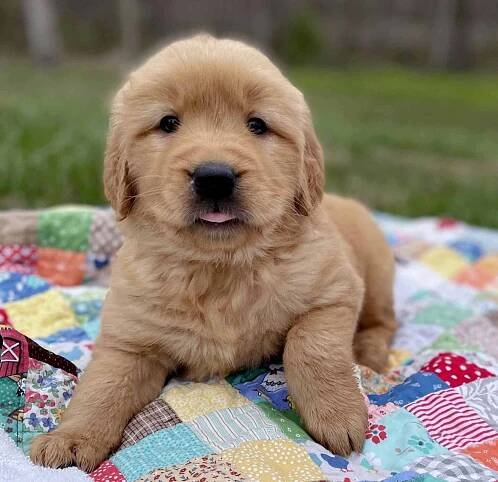 Our Golden Puppy front range colorado golden retriever breeder
