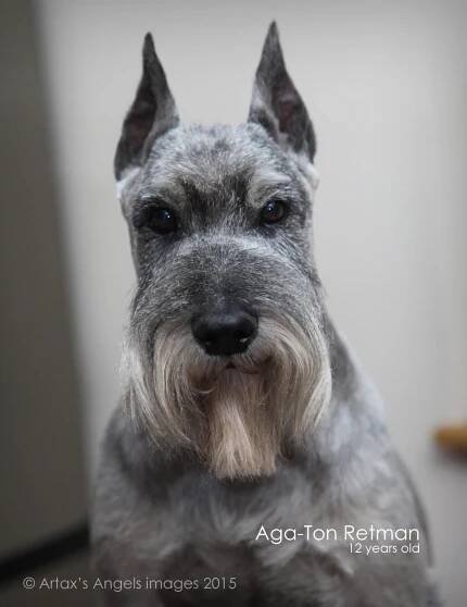 Gallery of Aga-Ton Retman | Artax's Angels FCI, Standard schnauzer pepper and salt