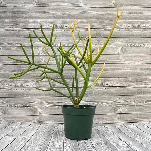 Plant Gallery • Telly's Greenhouse