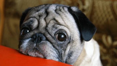 Pug's Sadness Over Spending First Night Alone Without His Fur Brother Is Breaking Hearts