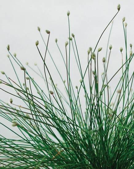 Graceful Grasses® Fiber Optic Grass
