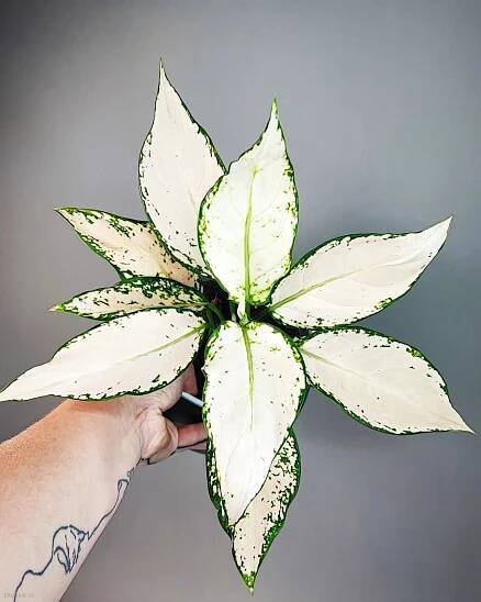 Aglaonema commutatum Vanilla Joy