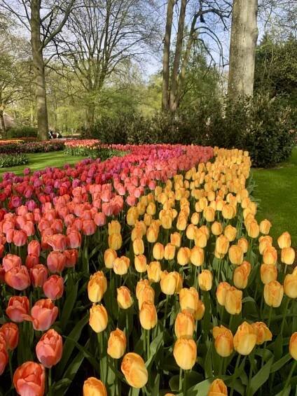 Keukenhof photos: park in bloom - Holland Explorer