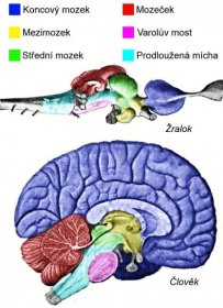 casti mozku