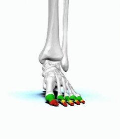 File:Phalanges of left foot - animation01.gif - Wikimedia Commons