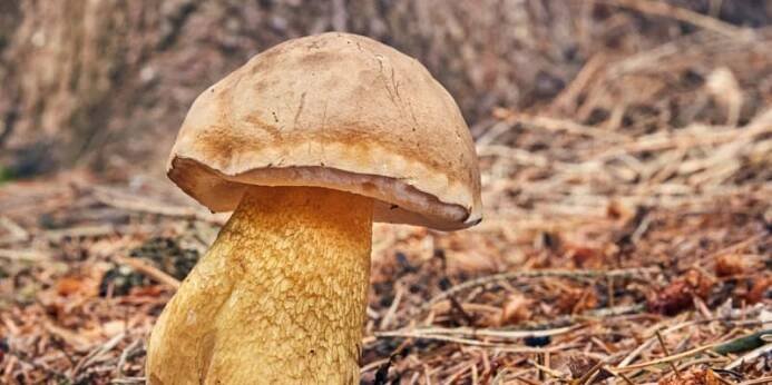 Hřib žlučník (Boletus fe0lleus), ve starších atlasech ještě nazývaný podhřib žlučový, lidově hořčák. 