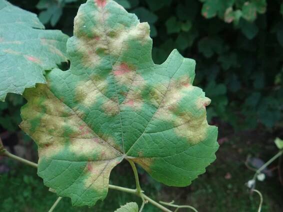 List révy vinné napadený peronosporou (Plasmopara viticola); pohled na svrchní stranu listu s četnými skvrnami. Foto © Wikimedia Commons