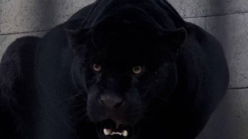 Zlínská zoo získala nového jaguářího samce. Je temně černý