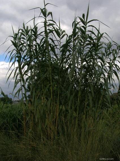Fotogalerie DF: arundo donax; 1