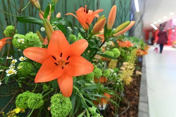 Začala jarní etapa Flory Olomouc. Hlavní expozice se zaměřuje na ekologickou udržitelnost