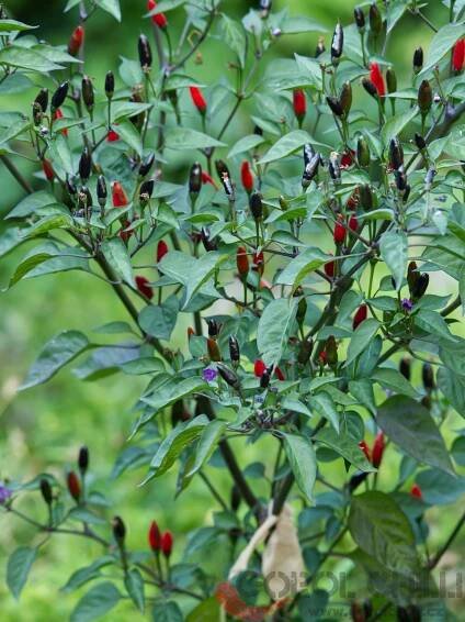 Kala Morich | Chilli semena | Chilli semena | Chilli semínka | Chilli omáčky | GOROL CHILLI