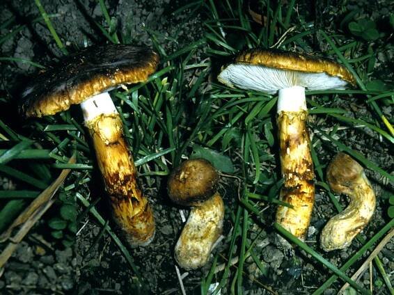 Čirůvka větší – Wikipedie
