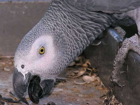 Súbor:Congo African Grey Parrot -head detail.jpg – Wikipédia