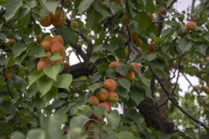 Meruňka obecná (Prunus armeniaca) - Naturhelp.cz