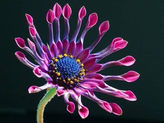 Mys Koš, Růžový, Osteospermum