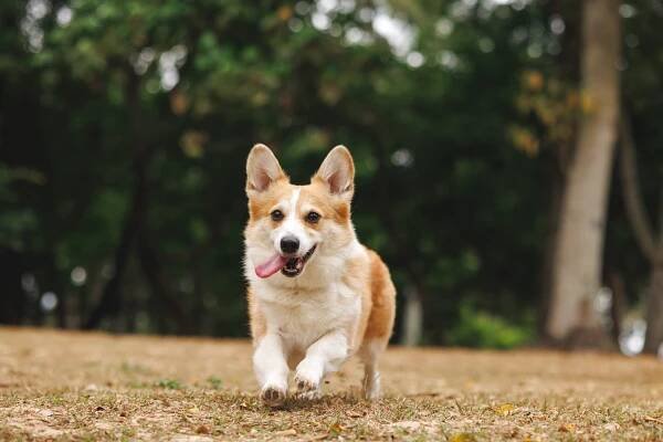Šťastný energický mazlíček Corgi pes běží na trávě v přírodním parku venku a baví se hraním stock fotka