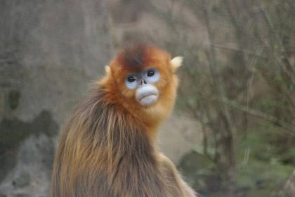 The Golden Snub-Nosed Monkey -- an adorable, threatened cold specialist