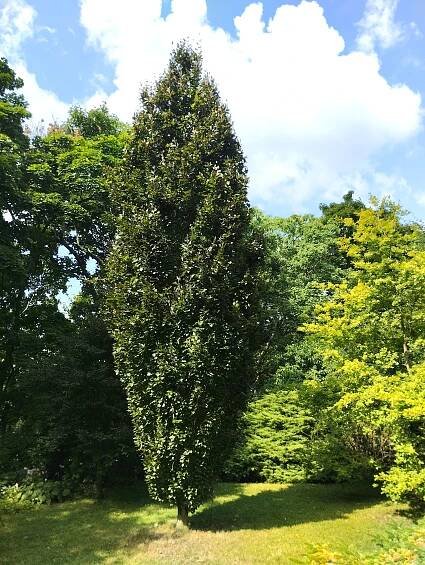 Obrázek - Fagus sylvatica 'Rohan Obelisk' (buk lesní) | BioLib.cz