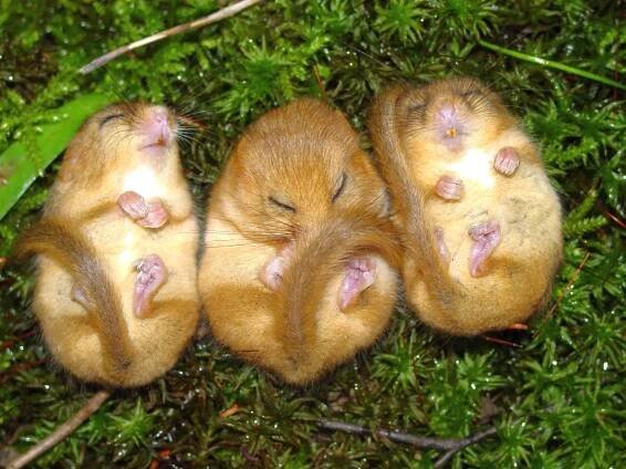 Hazel dormice enjoying a snooze. Image © RBG Kew.