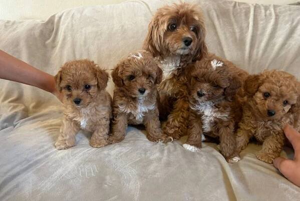 Cavapoo