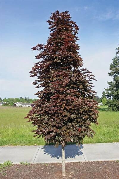Javor mliečny 'CRIMSON SENTRY', 220-300cm, kont. 24l
