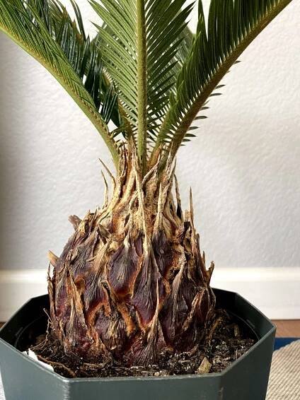 How to Deal with Common Sago Palm Pests & Diseases