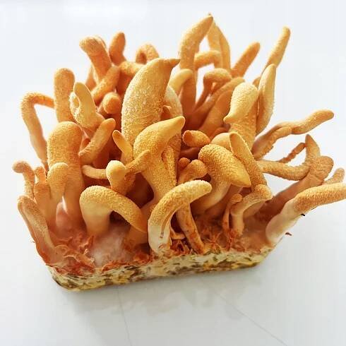 Podhoubí Bojový mačovník (Cordyceps militaris) pěstování hub