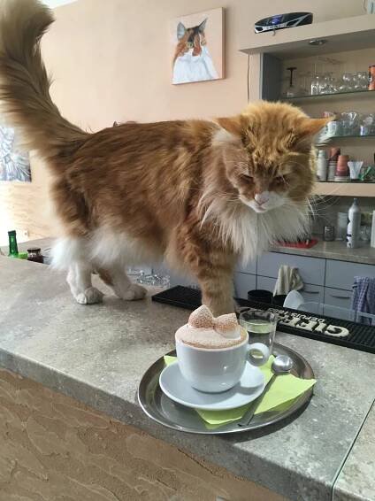Galerie - Čauky mňauky cafe