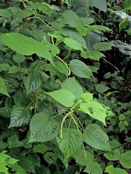 Obrázek - Acalypha villosa | BioLib.cz