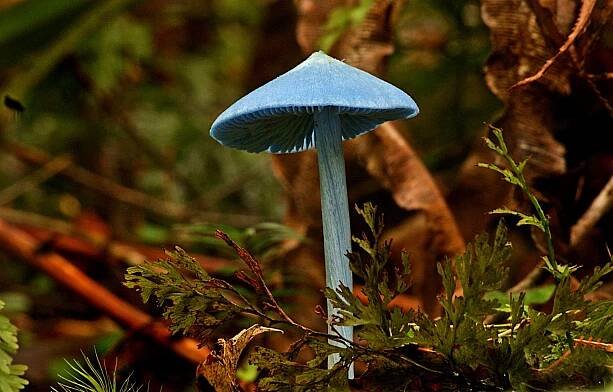 Entoloma hochstetteri: Nejlepší průvodce houbami