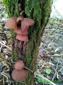 Kde rostou houby 2024 aktuálně, Kam na houby? | NaturAtlas.cz