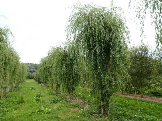 Salix ×sepulcralis 'Chrysocoma' | smuteční vrba 'Chrysocoma' - Van den Berk školky