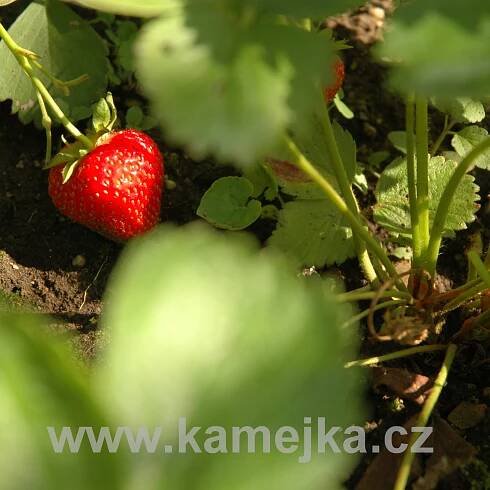 FRAGARIA ANNANASSA - Jahodník velkoplodý