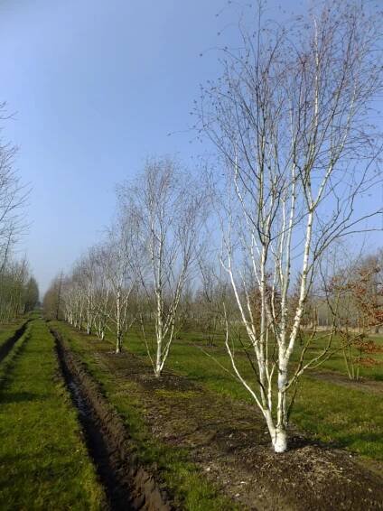 Betula utilis var. jacquemontii | bříza himalájská - Van den Berk školky