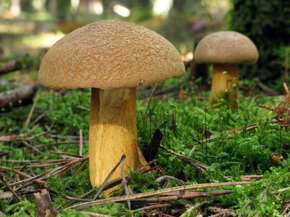 Suillus variegatus - klouzek (hřib) strakoš