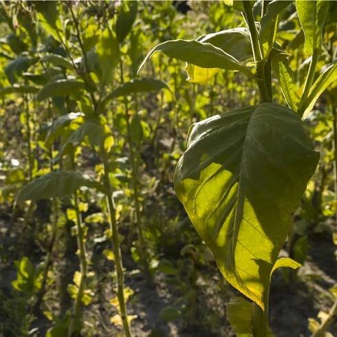 Tabák Hnědý List - Nicotiana tabacum - osivo tabáku - 25 ks