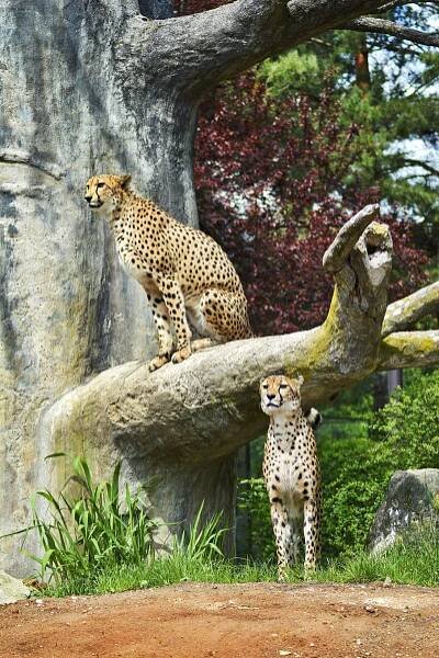Foto: Proslulá Zoo Dvůr Králové slaví 76 let. Podívejte se na snímky z její historie