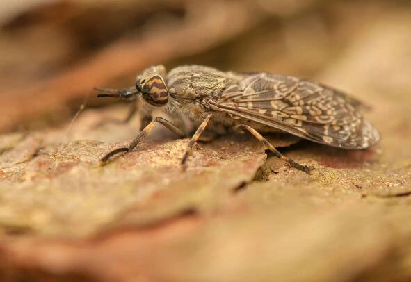 Detailaufnahme einer Regenbremse (Haematopota pluvialis)