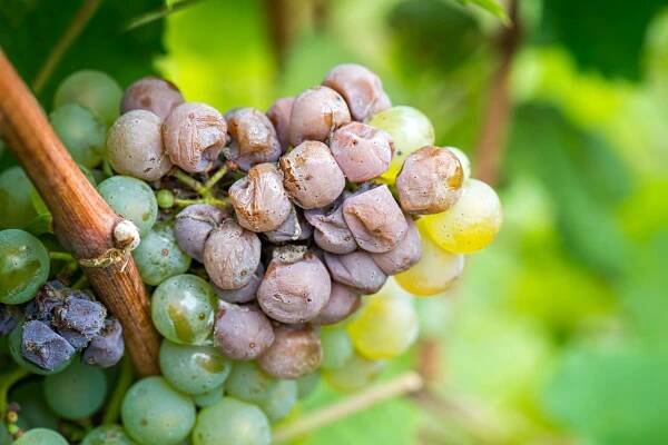 Stáhnout - Ušlechtilá plíseň z vinných hroznů, botrytických hroznů — Stock obrázek
