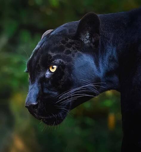 Black Panther