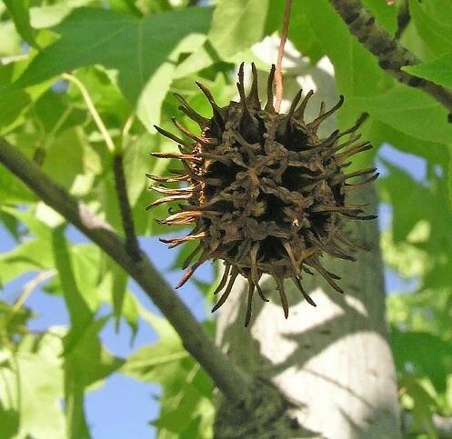 Liquidambar styraciflua | Listnaté dřeviny |Zahradnictví Franc 