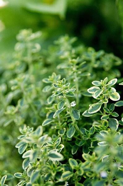 variegated lemon thyme