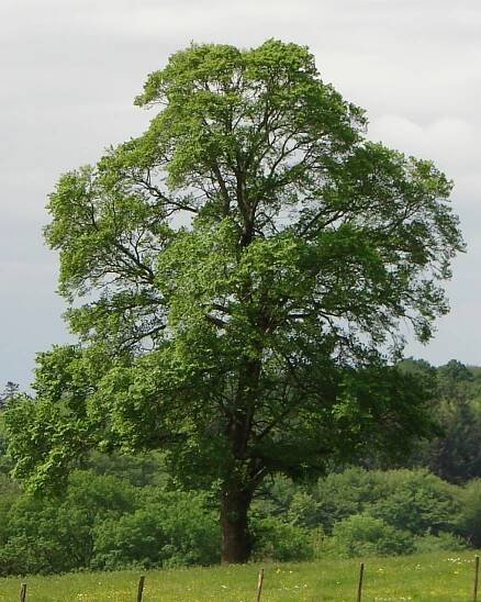 Soubor:Blismes elm 2007.jpg – Wikipedie