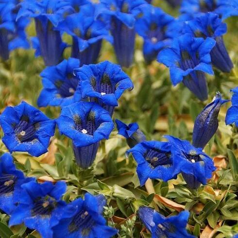 Hořec úzkolistý - Gentiana angustifolia - semena - 8 ks od 48 Kč - Heureka.cz