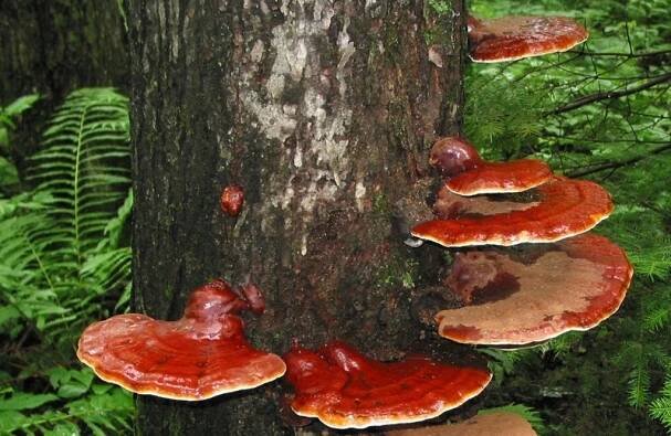 Reishi - Lesklokorka lesklá - Institut zdraví 