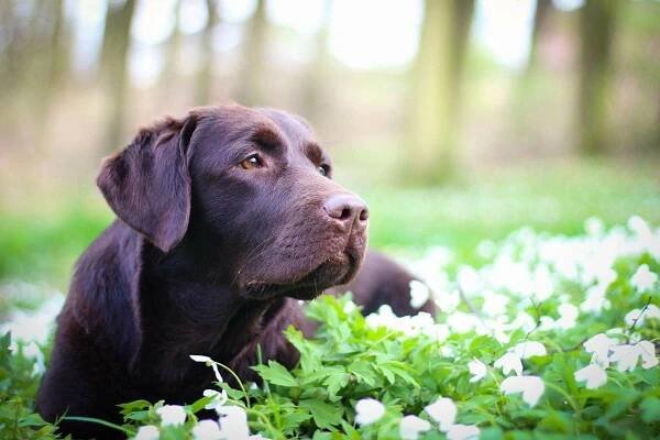 Naše feny – CHOCOLATÉ SOULMATE – chovatelská stanice, labrador, retriever