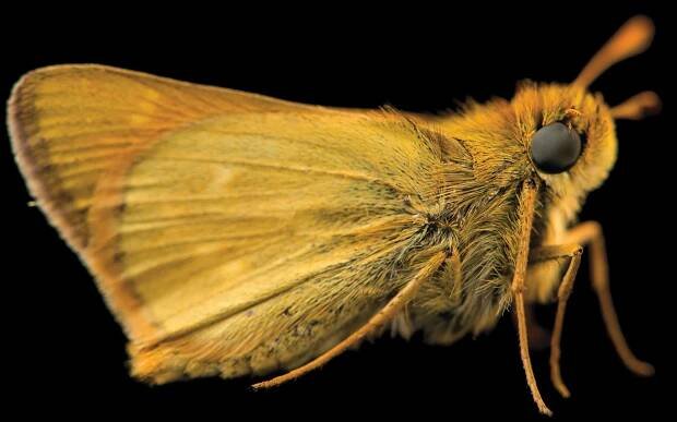 a Dakota skipper