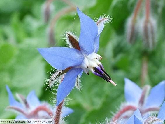 Herbář Wendys - Borago officinalis - brutnák lékařský