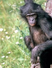 Bonobo Genome Completed, Differs from Humans by 1.3 Percent