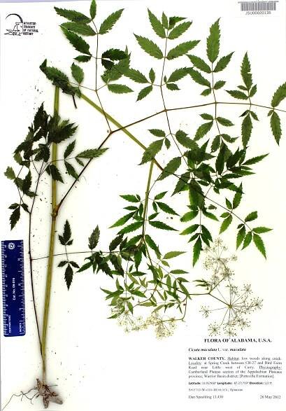 Cicuta maculata - Species Page - APA: Alabama Plant Atlas 